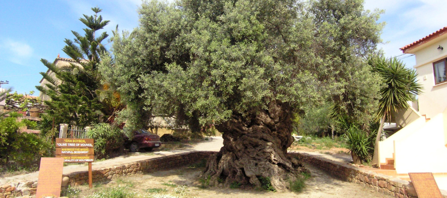 Olive oil & wine experience- Chania city tour
